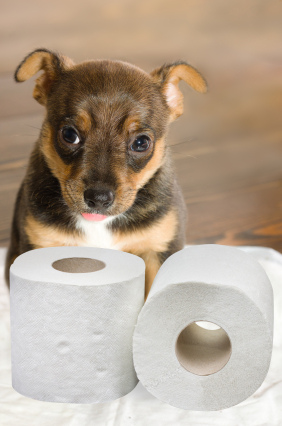 Pet's toilet training