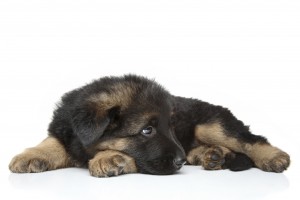 German shepherd puppy lying